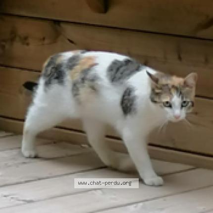 Photo 1/1 NOUGATINE Chat perdu à Milhaud