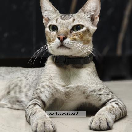 Photo 1/1 Cheeto Chat perdu à Chennai