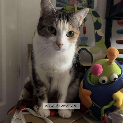 Photo 1/1 Iris Chat perdu à Epernay