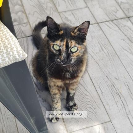 Photo de chat perdu à Charmes Sur Rhone