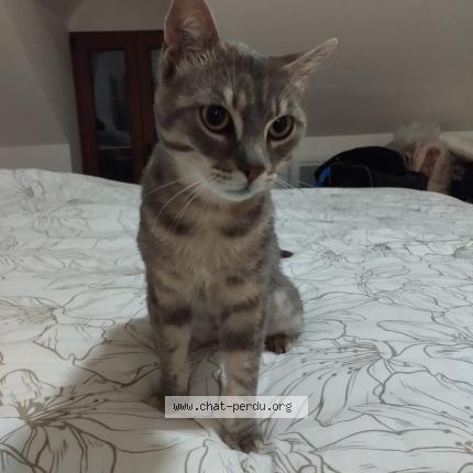 Photo 1/1 Chat retrouvé Perdu à Montcresson