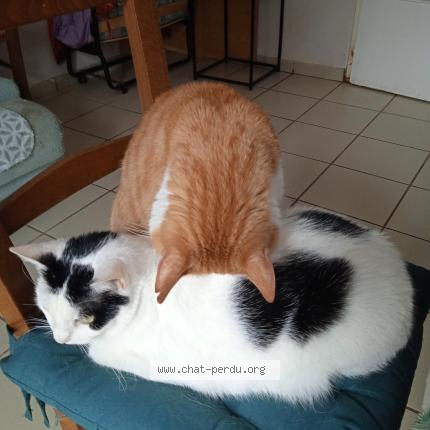 Photo 1/1 Guizmo Chat perdu à La roche sur yon