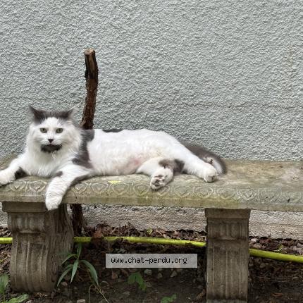 Photo 1/1 Carmen Chat perdu à Sainte marthe sur le lac