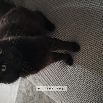 Photo 1/1 Gayette Chat perdu à Tremblay en france