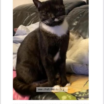 Photo 1/1 Chat retrouvé Perdu à Epinay Sur Seine