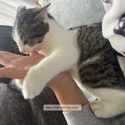 Photo de chat perdu à Montbeton