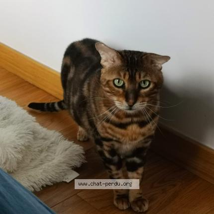 Photo 1/1 Chat retrouvé Perdu à Enghien Les Bains