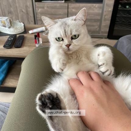 Photo de chat perdu à Tonnay Boutonne