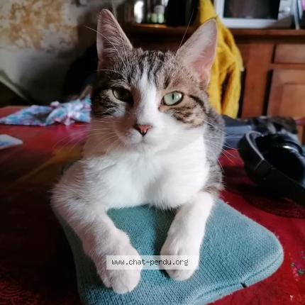 Photo 1/1 Yusu "youzou" Chat perdu à Guigny