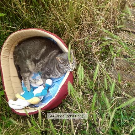 Photo de chat perdu à Nieul Sur Mer