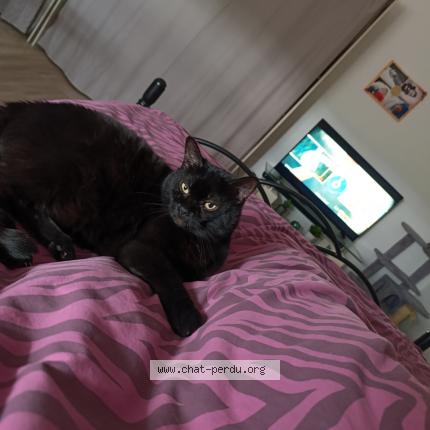 Photo de chat perdu à Chatenois Les Forges