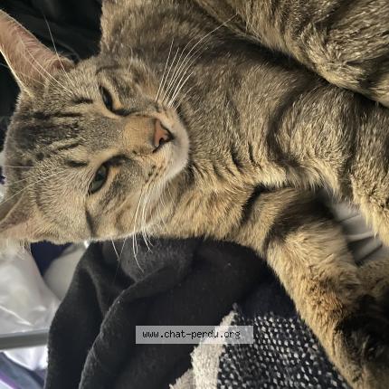 Photo 1/1 Tommy Chat perdu à Laval