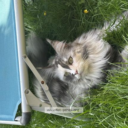Photo de chat perdu à Void Vacon