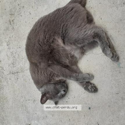 Photo de chat perdu à La Capelle Bleys