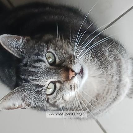 Photo de chat perdu à Caudry