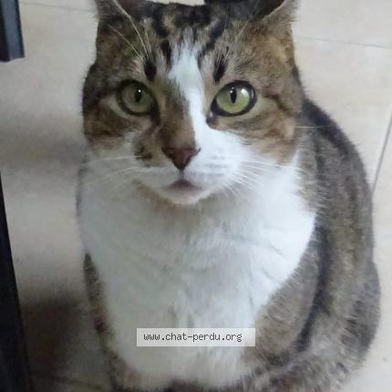 Photo de chat perdu à Montmagny