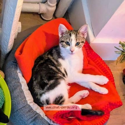Photo de chat perdu à Nancy