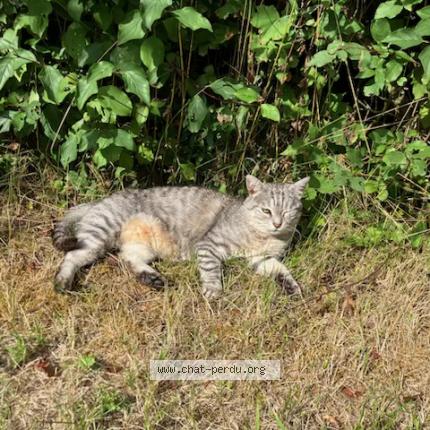 Photo 1/1 Chat retrouvé Perdu à Mancieulles