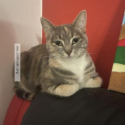 Photo 1/1 Spencer Chat perdu à Sydney