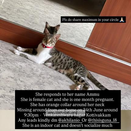 Photo 1/1 Ammu Chat perdu à Chennai