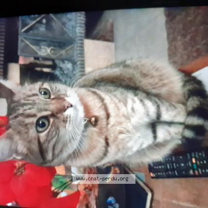 Photo de chat perdu à St Florentin