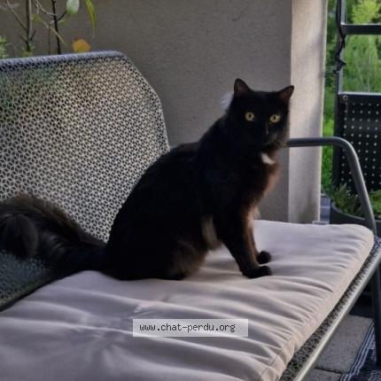 Photo 1/1 Chat retrouvé Perdu à Aix Les Bains