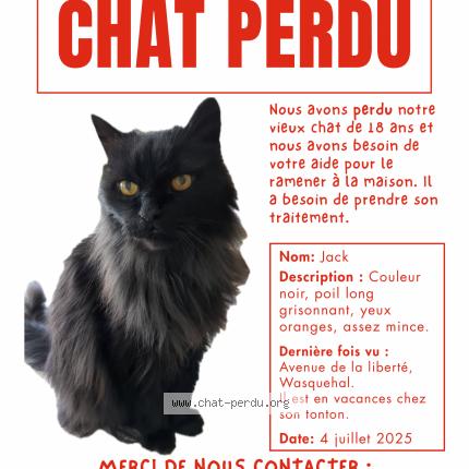 Photo 1/1 Chat retrouvé Perdu à Wasquehal
