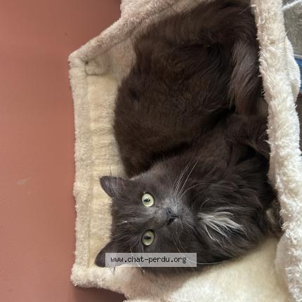 Photo 1/1 Mowgly Chat perdu à Saint mars sur colmont