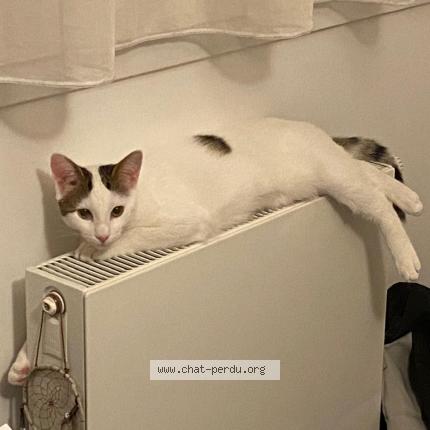 Photo 1/1 Chat retrouvé Perdu à Villejuif