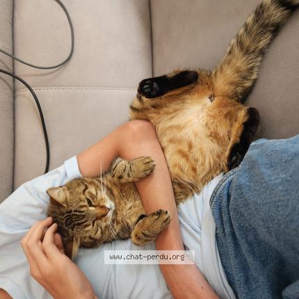 Photo 1/1 Asta Chat perdu à Talant