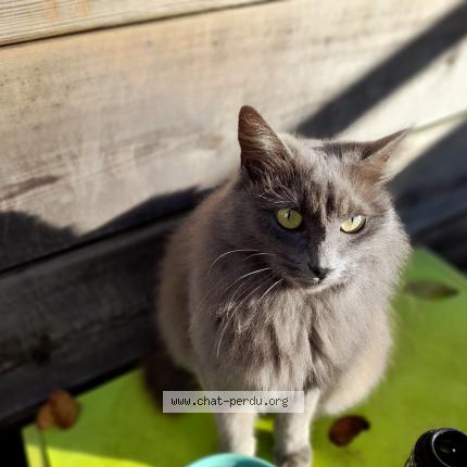 Photo de chat perdu à Saint Jean De Boiseau