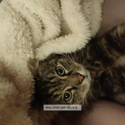 Photo 1/1 Guizmo Chat perdu à Orsay ville