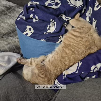 Photo de chat perdu à Petit Couronne