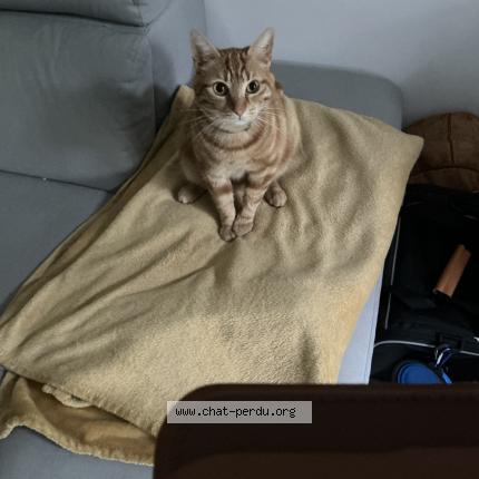 Photo 1/1 Chat retrouvé Perdu à Louhans