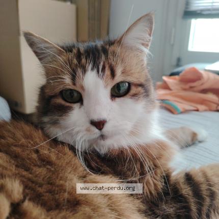 Photo de chat perdu à Orleans