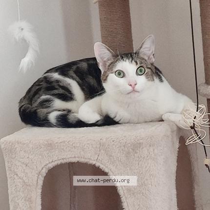 Photo 1/1 Atlas Chat perdu à Charmes