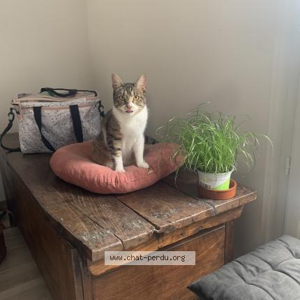 Photo de chat perdu à Tignieu Jameyzieu