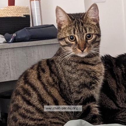 Photo 1/1 Yako Chat perdu à Chelles
