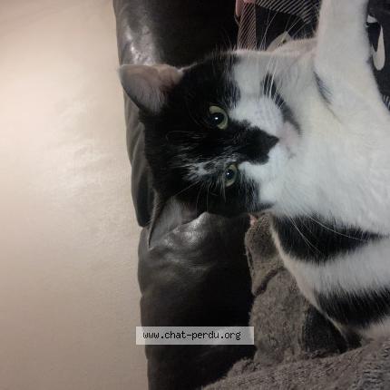 Photo 1/1 Mimi Chat perdu à Pau