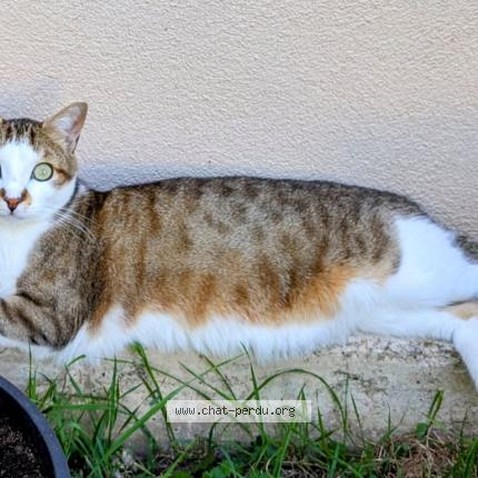 Photo 1/1 Chat retrouvé Perdu à Flavigny Sur Moselle