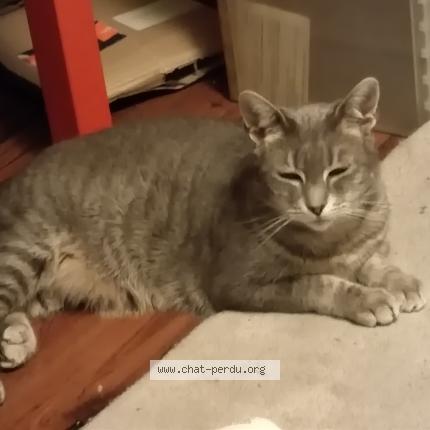 Photo de chat perdu à Eckbolsheim
