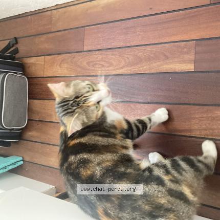 Photo de chat trouvé à Lille