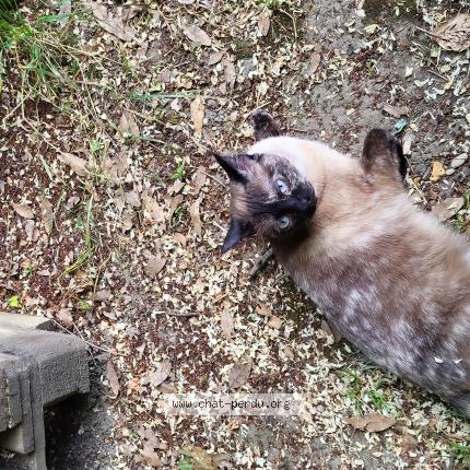Photo de chat perdu à Choisy Le Roi