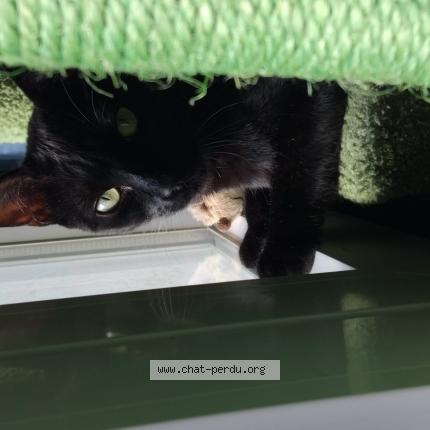 Photo de chat perdu à Semussac