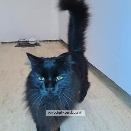 Photo de chat perdu à Gattieres