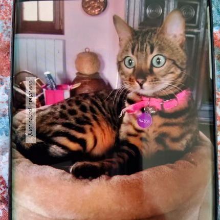 Photo 1/1 MILLIOU Chat perdu à Plazac