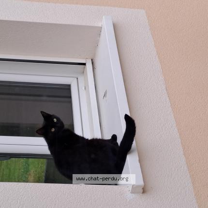 Photo de chat perdu à Bains Sur Oust