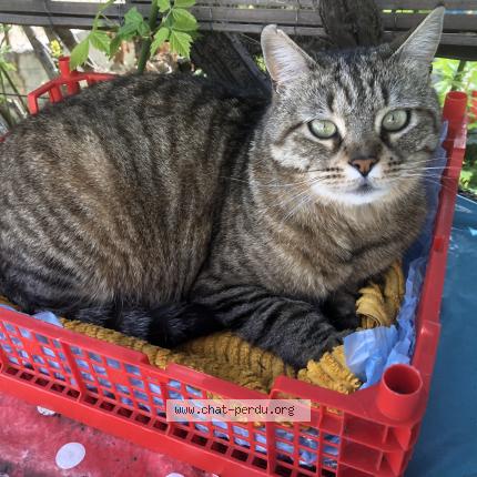 Photo de chat perdu à Beziers