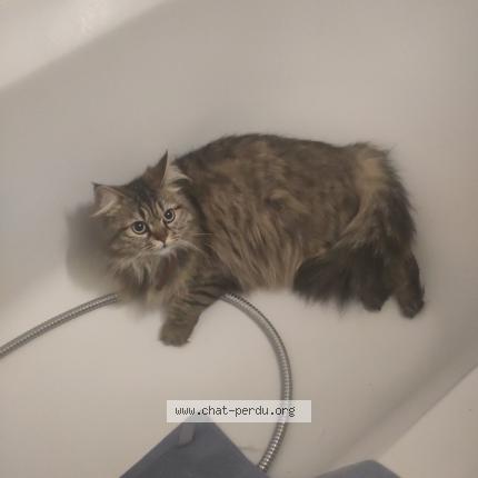 Photo de chat perdu à Cadillac