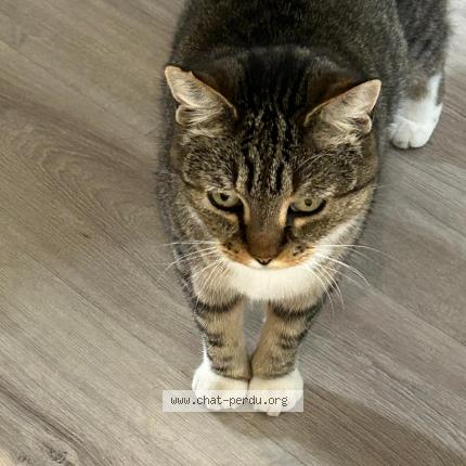 Photo de chat perdu à Chambly